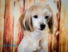 Gertie