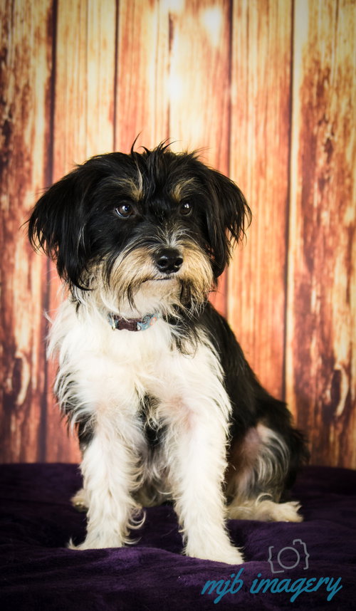 Shaggy