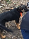 Rico