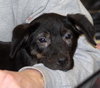 Marlene