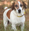 Dottie