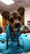 Tootsie