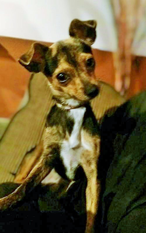 Tootsie