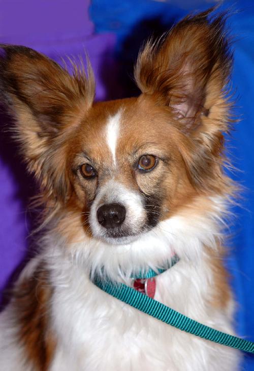 Papillon rescue hot sale midwest