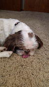 Jake