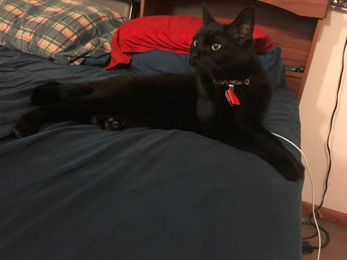 Jinx The Cat