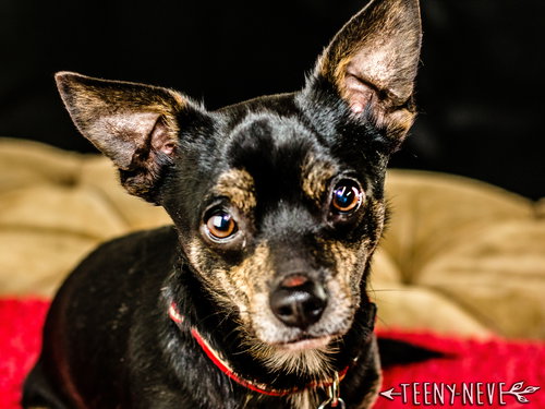 Deuce