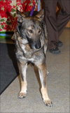 Hilde