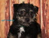 Pepper