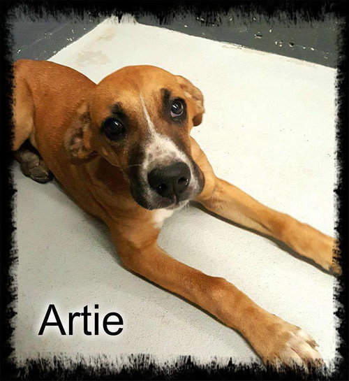 Artie