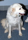 Snowball