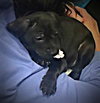Brecklyn