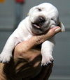 Bitsy -Puppy