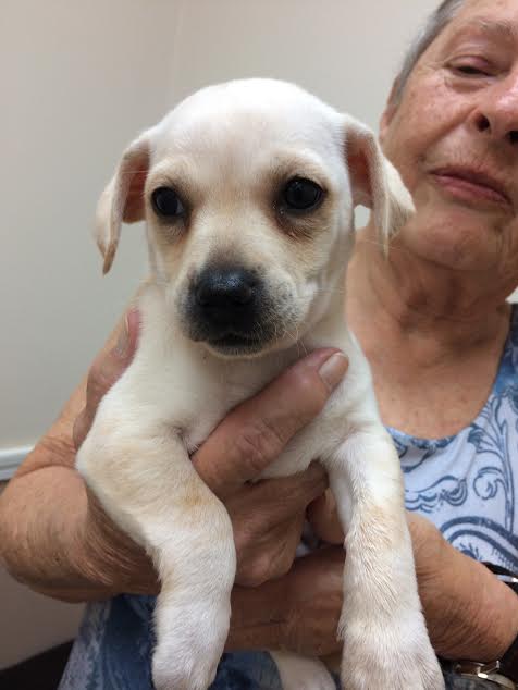 Bitsy -Puppy