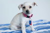 Bitsy -Puppy