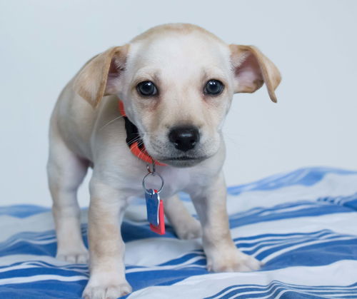 Emerson -Puppy