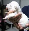 Duffy -Puppy