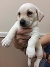Duffy -Puppy