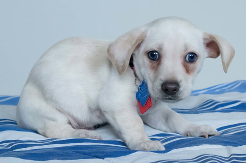 Duffy -Puppy
