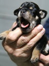 Skylar -Puppy