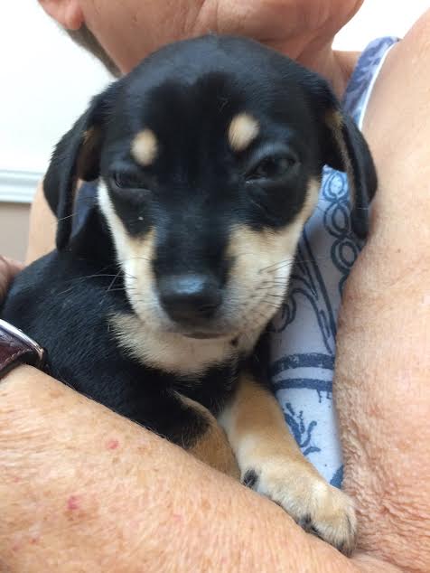 Skylar -Puppy