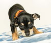 Skylar -Puppy