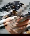 Blaze -Puppy
