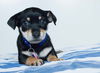 Blaze -Puppy