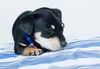 Blaze -Puppy