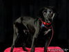 Delphi - Foster Needed!