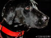 Delphi - Foster Needed!