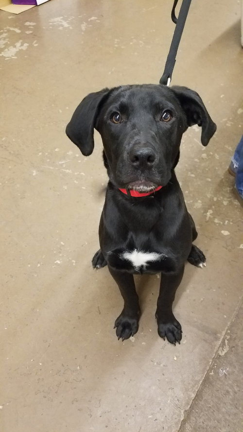 Delphi - Foster Needed!