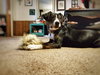 Moonpie
