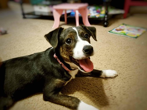 Sweetiepie Foster Needed
