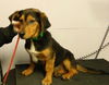 Callister -Pup