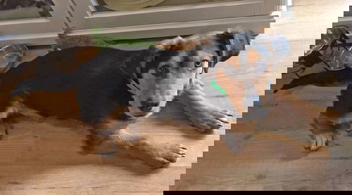 Callister -Pup