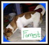 Forrest
