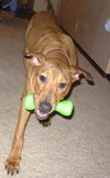 Cooper