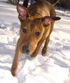 Cooper