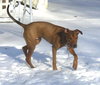 Cooper