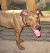 Cooper