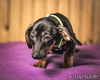 Dee -Puppy