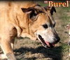 Burel