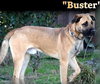 Buster