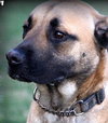 Buster