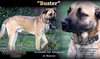 Buster