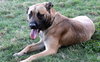 Buster