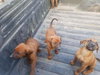 Howe -puppy