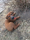 Howe -puppy