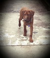 Howe -puppy